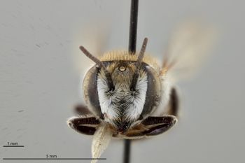 Media type: image;   Entomology 786058 Aspect: head frontal view
